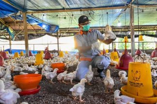 grippe-aviaire-oms-juge-faiblele-risque-global-pose-par-le-viru