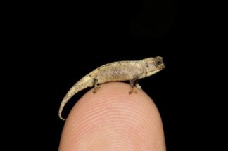 sur-le-bout-du-doigt:-decouverte-du-plus-petit-reptile-au-monde