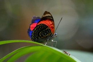 les-papillons-d-equateur-:-joyaux-ailes-et-thermometres-du-changement-climatique